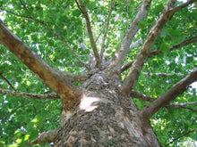 Load image into Gallery viewer, Sycamore Trees