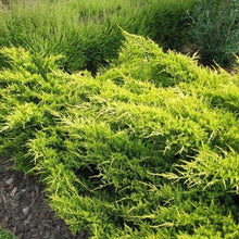 Load image into Gallery viewer, Gold Coast Juniper Shrubs