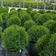 Load image into Gallery viewer, Hetz Midget Globe Arborvitae Shrubs