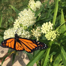 Load image into Gallery viewer, Ice Ballet Asclepias incarnata