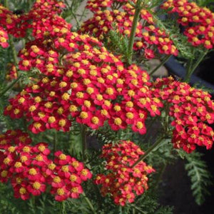 Achillea Paprika