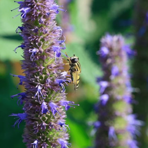 Agastache Blue Fortune