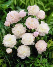 Load image into Gallery viewer, Peony Shirley Temple
