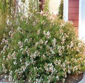 Abelia Little Richard Shrubs