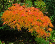 Load image into Gallery viewer, Waterfall Japanese Maple Trees
