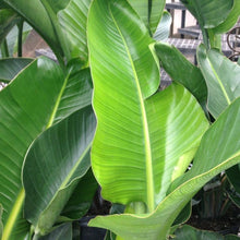 Load image into Gallery viewer, White Bird of Paradise Plants
